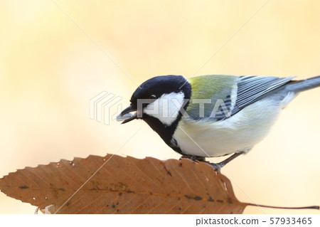 Great tit, bright thicket background, close-up Great tit, bright thicket background, close-up 57933465