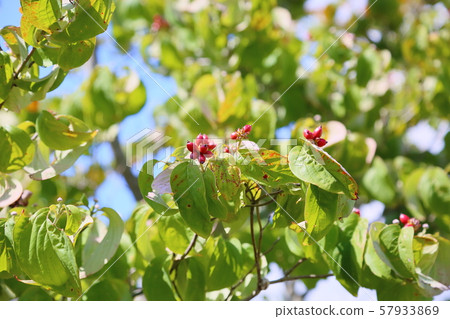 Dogwood fruit Dogwood fruit 57933869