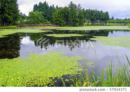 水生植物和松塘 水生植物和松塘 57934371
