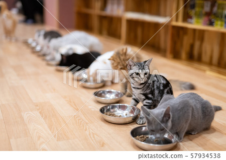 Cat cafe Cat cafe 57934538