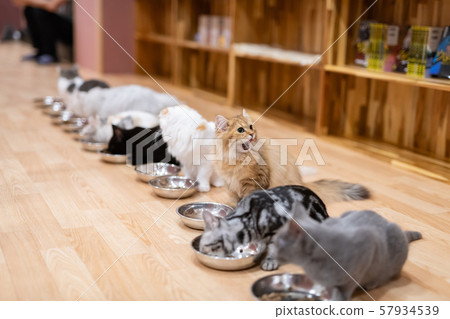 貓咖啡館 57934539