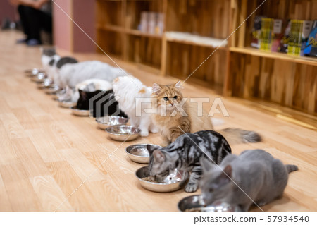 貓咖啡館 57934540