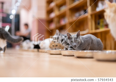 Cat cafe Cat cafe 57934543