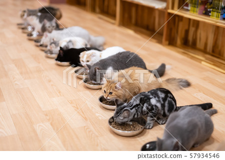 貓咖啡館 貓咖啡館 57934546