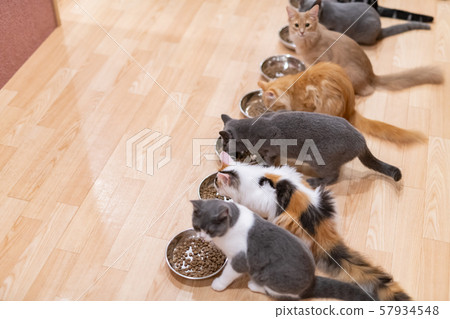 貓咖啡館 貓咖啡館 57934548