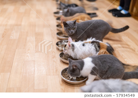 貓咖啡館 貓咖啡館 57934549