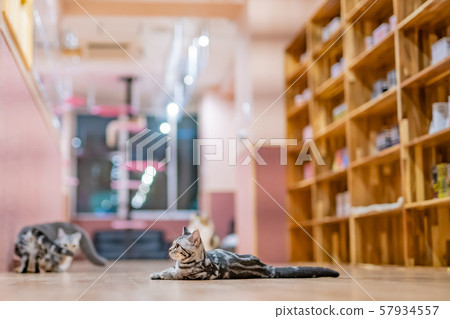 Cats showing various expressions 57934557