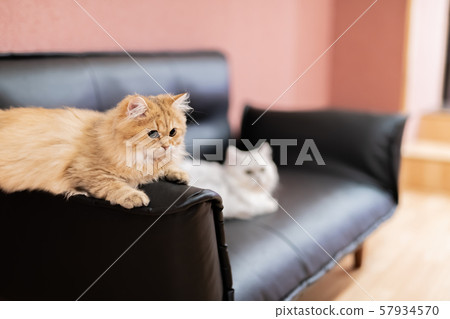 Cats showing various expressions Cats showing various expressions 57934570