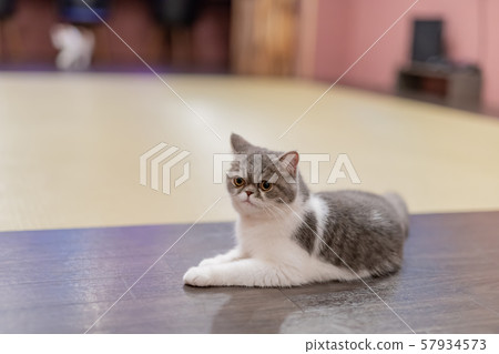 Cats showing various expressions Cats showing various expressions 57934573