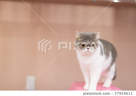 Cats showing various expressions Cats showing various expressions 57934611