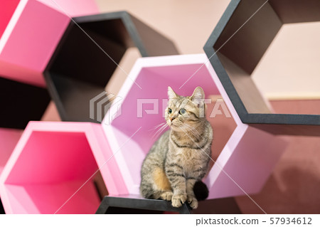 Cats showing various expressions Cats showing various expressions 57934612