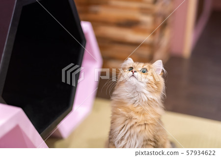 Cats showing various expressions Cats showing various expressions 57934622