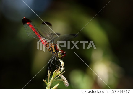 There are three kinds of creatures, the insect dragonfly, and the red dragonfly with a black tip. Is this the cleanest one? There are three kinds of creatures, the insect dragonfly, and the red dragonfly with a black tip. Is this the cleanest one? 57934747