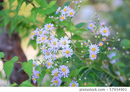 Zion flower 57934901