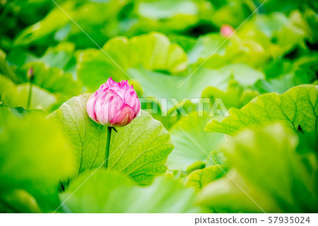 Lotus Flower Lotus Flower Lotus Flower Tourist Spot Pink Green Buddhism Honeycomb 57935024
