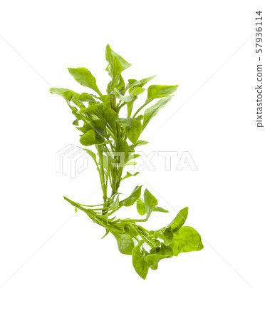watercress isolated on white background watercress isolated on white background 57936114