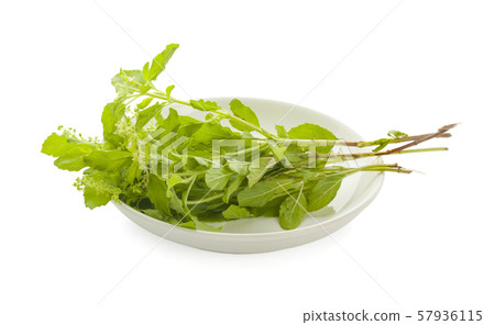 Holy Basil,Ocimum sanctum isolate on white background Holy Basil,Ocimum sanctum isolate on white background 57936115