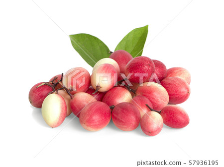 bengal currant carissa carandas red berry natural bengal currant carissa carandas red berry natural 57936195