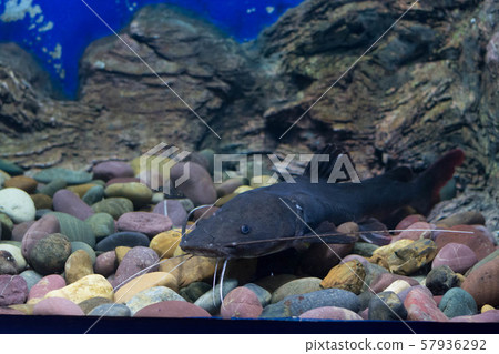 Asian redtail catfish fish 57936292