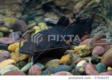 Asian redtail catfish fish 57936297