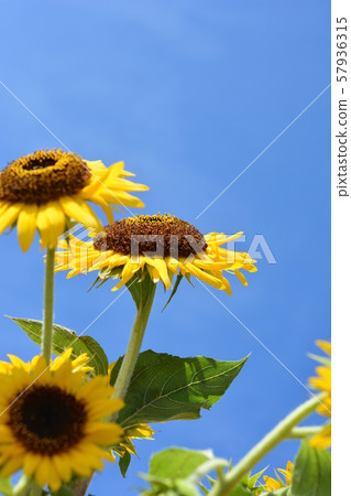 藍天,太陽,盛開的向日葵,黃色的花,夏天,明亮,晴朗。花圖像素材。 藍天,太陽,盛開的向日葵,黃色的花,夏天,明亮,晴朗。花圖像素材。 57936315