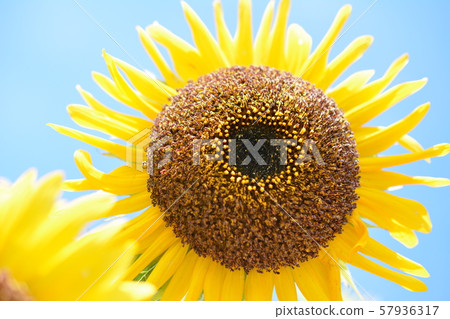 Blue sky, sun, full bloom sunflower, yellow flower, summer, bright, fine. Flower image material. Blue sky, sun, full bloom sunflower, yellow flower, summer, bright, fine. Flower image material. 57936317