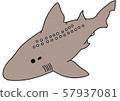 北方鯊魚 57937081