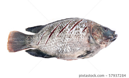 Raw Tilapia for cooking 57937284