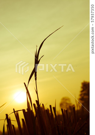 Field of grass during sunset Field of grass during sunset 57937350