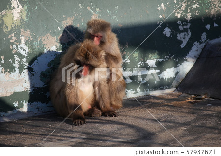 Flea removal_Hakodate Flea removal_Hakodate 57937671