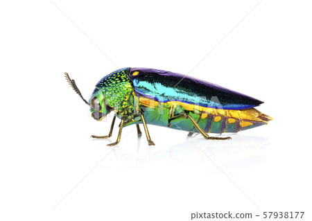 Image of green-legged metallic beetle (Sternocera 57938177