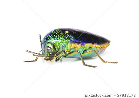 Image of green-legged metallic beetle (Sternocera Image of green-legged metallic beetle (Sternocera 57938178