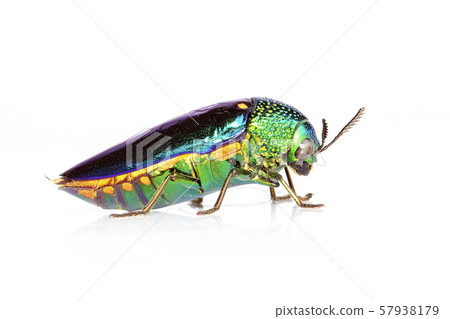 Image of green-legged metallic beetle (Sternocera Image of green-legged metallic beetle (Sternocera 57938179