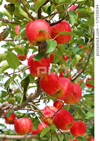 蘋果樹 57938694