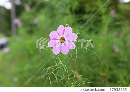 Cosmos Cosmos 57938865