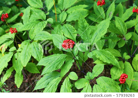 紅參漿果 紅參漿果 57939263