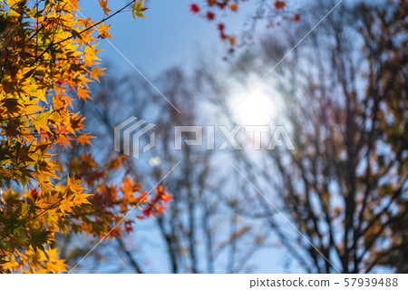 Colorful autumn leaves 57939488