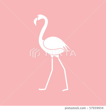 Exotic tropical bird flamingo 57939934