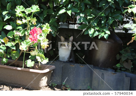 Shadow cat Shadow cat 57940034