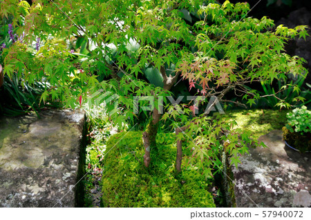 天堂赦園 天堂赦園 57940072