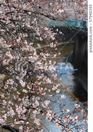 Row of cherry trees Row of cherry trees 57940393