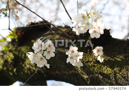 Cherry Blossoms Cherry Blossoms 57940574
