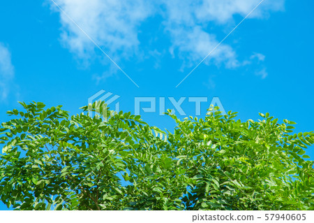 Trees and bright sky for background. Trees and bright sky for background. 57940605