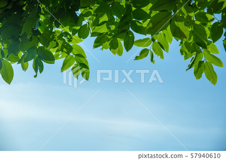 Trees and bright sky for background. Trees and bright sky for background. 57940610