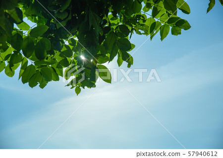 Trees and bright sky for background. Trees and bright sky for background. 57940612