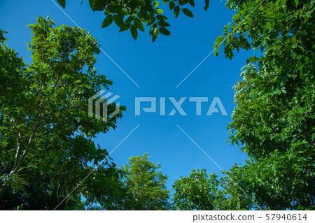 Trees and bright sky for background. 57940614