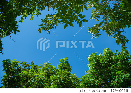 Trees and bright sky for background. 57940616