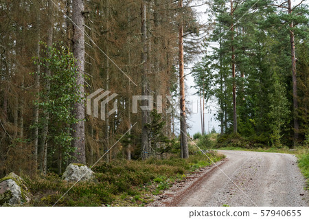 Forest damaged by insects 57940655