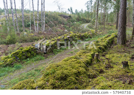 Mossy dry stone walls surrounding a country road 57940738
