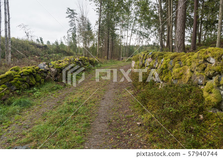 Mossy dry stone walls by a country road in the Mossy dry stone walls by a country road in the 57940744